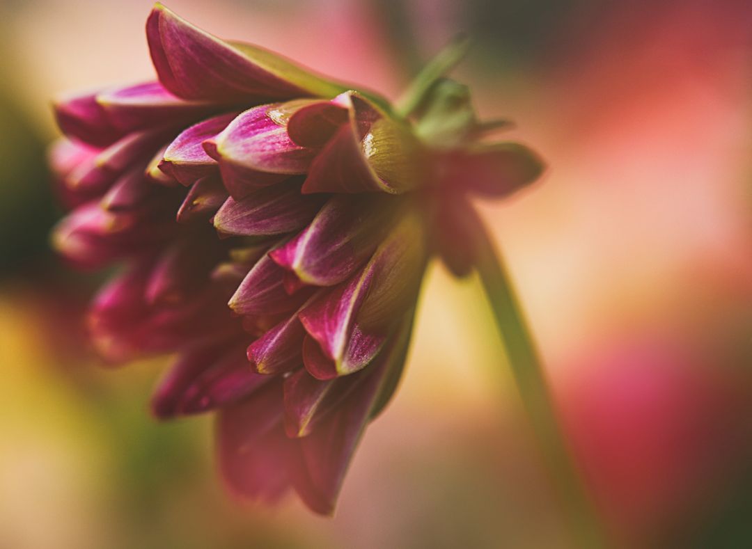 Pink dahlia bud bending downward, showing layered petals and soft bokeh background