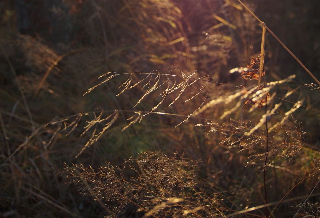 Sunlit wild grasses at dawn - Free Images, Stock Photos and Pictures on Pikwizard.com