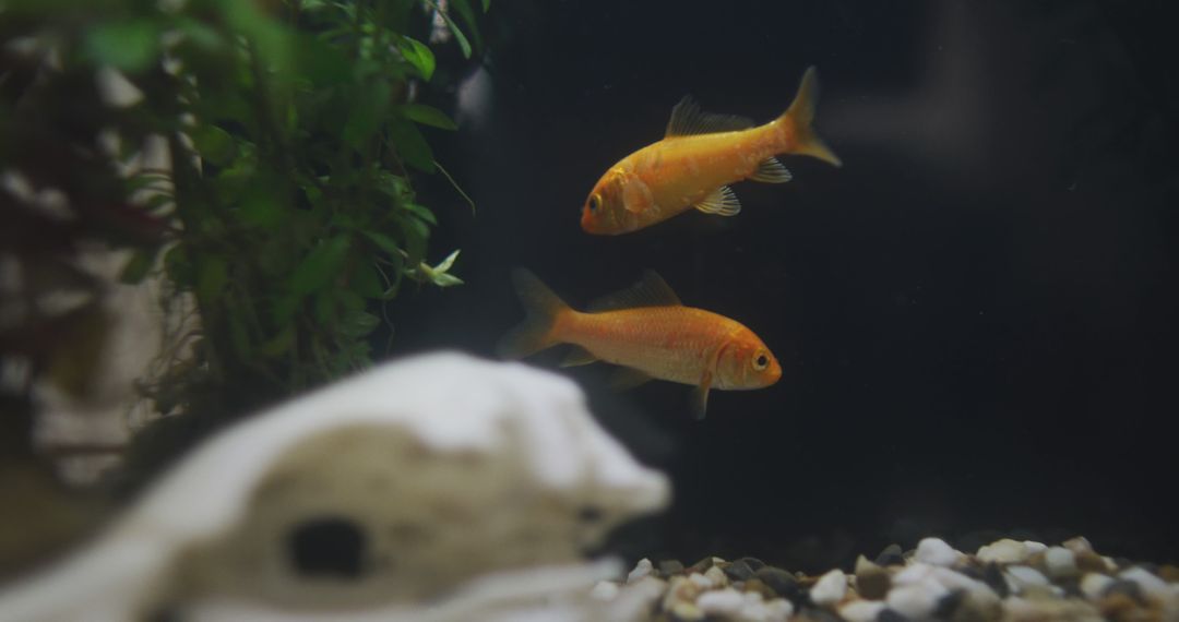 Pair of Goldfish Swimming in a Home Aquarium - Free Images, Stock Photos and Pictures on Pikwizard.com