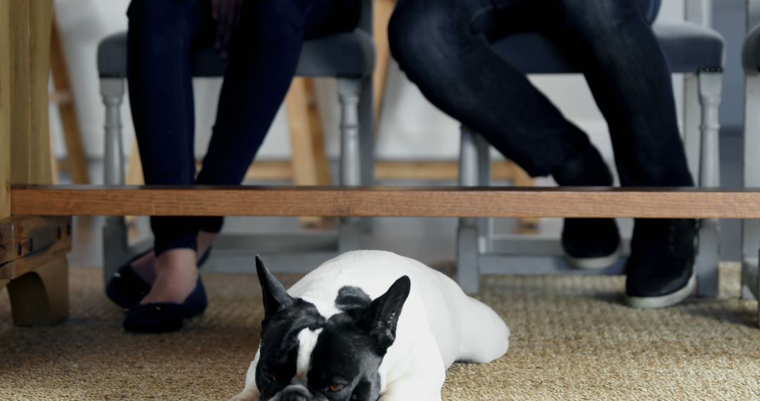 French Bulldog Relaxing Under Table with People Sitting - Free Images, Stock Photos and Pictures on Pikwizard.com