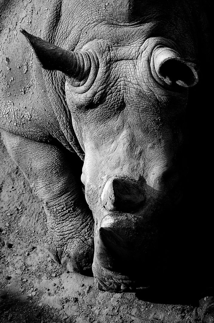Africa animal black and white fauna - Free Images, Stock Photos and Pictures on Pikwizard.com
