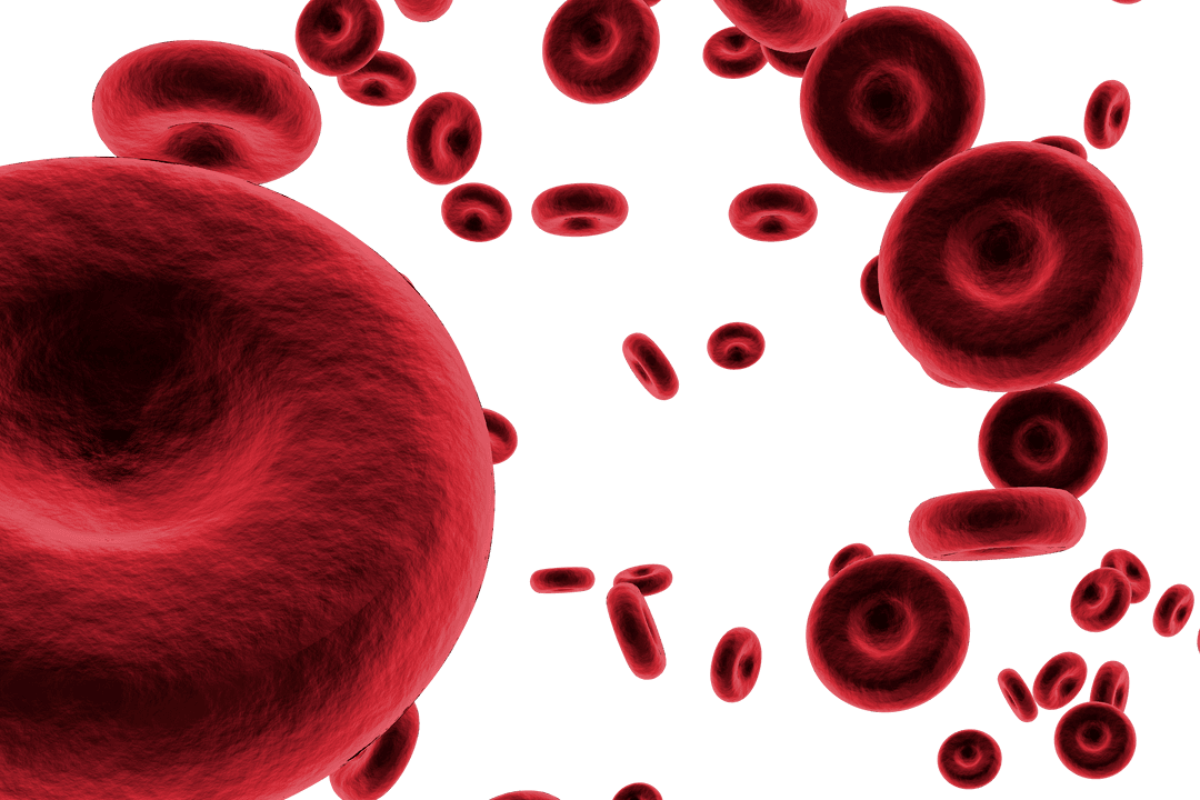 Transparent Red Blood Cells Floating Display