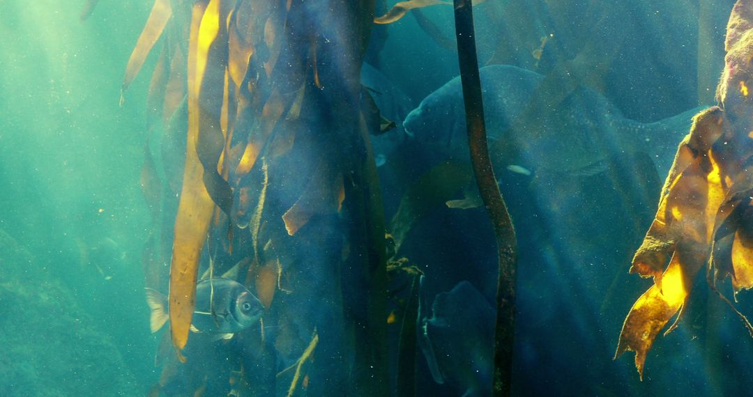 Underwater Kelp Forest with Fish in Natural Habitat - Free Images, Stock Photos and Pictures on Pikwizard.com