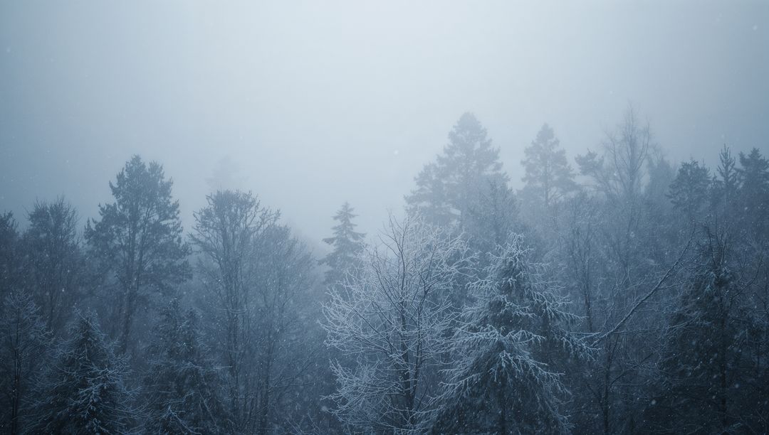 Misty Snowfall Over Frosted Pines and Bare Trees Creating Moody Blue Winter Woodland Scene