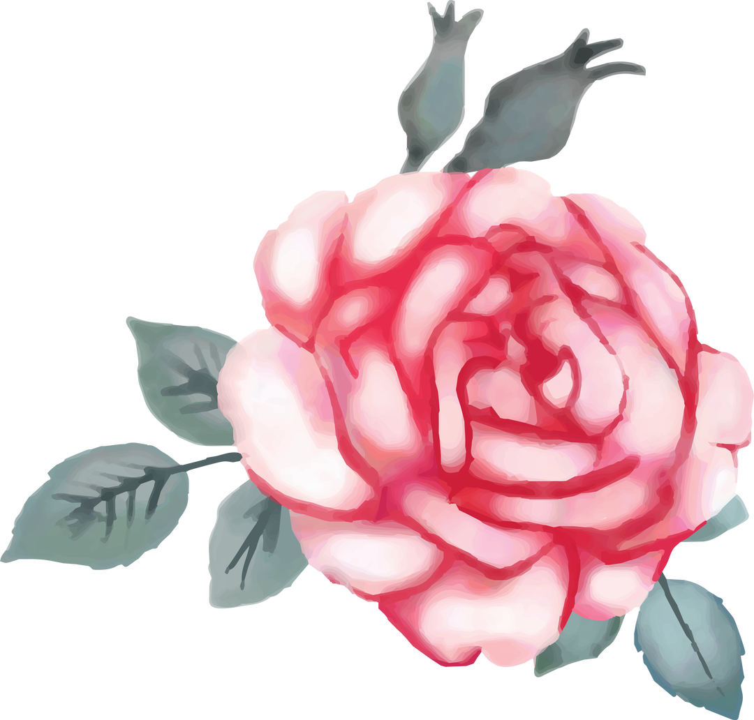 Beautiful White Pink Rose Illustration on Transparent Background - Download Free Stock Images Pikwizard.com