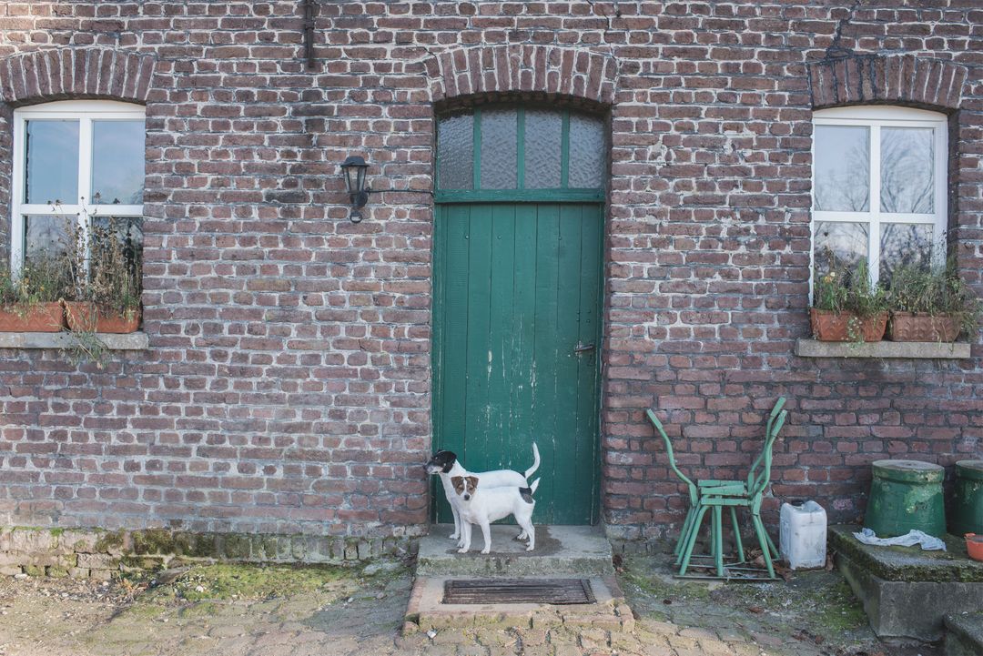 Adorable Dog in Front of Rustic Brick House with Green Door - Free Images, Stock Photos and Pictures on Pikwizard.com