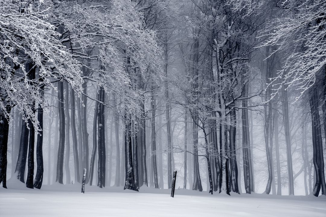Mystical Snow-Filled Forest in Winter - Free Images, Stock Photos and Pictures on Pikwizard.com