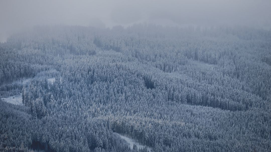 Misty Winter Forest Covered in Snow - Free Images, Stock Photos and Pictures on Pikwizard.com