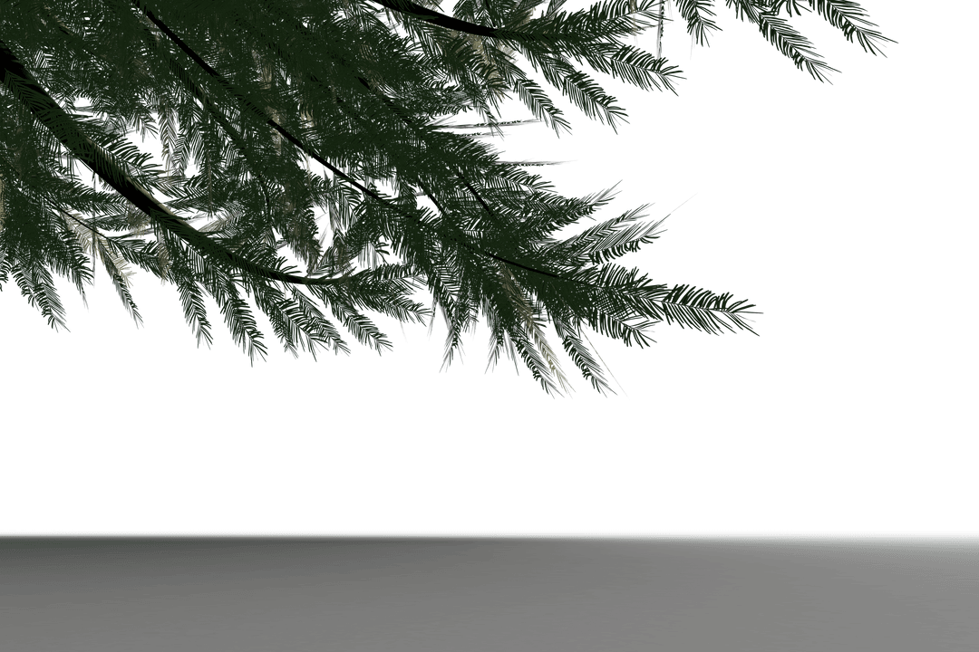 Tree Branches Overhang on Transparent Background Illustration - Download Free Stock Images Pikwizard.com