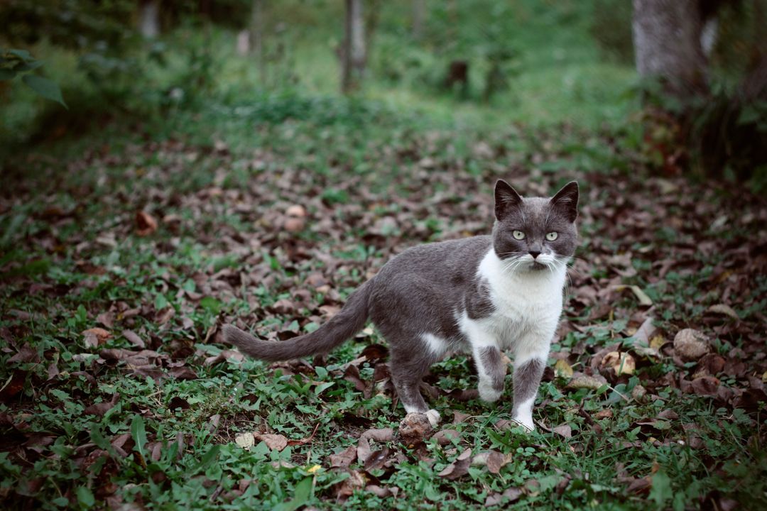 Grey and White Cat Standing on Fallen Leaves in Garden - Free Images, Stock Photos and Pictures on Pikwizard.com