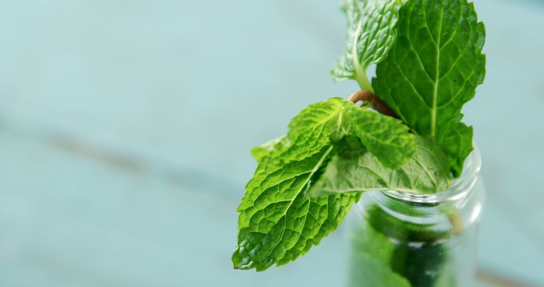 Fresh Mint Leaves in Glass Bottle on Light Blue Background - Free Images, Stock Photos and Pictures on Pikwizard.com