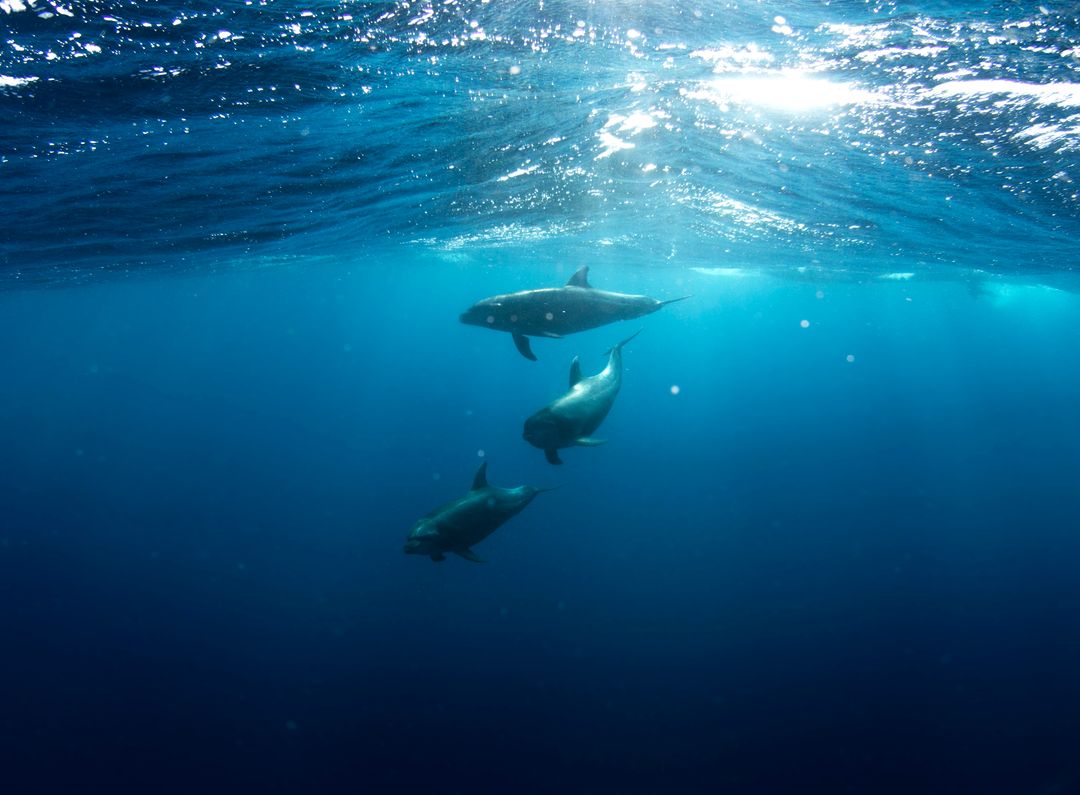 Underwater blue dolphins  - Free Images, Stock Photos and Pictures on Pikwizard.com