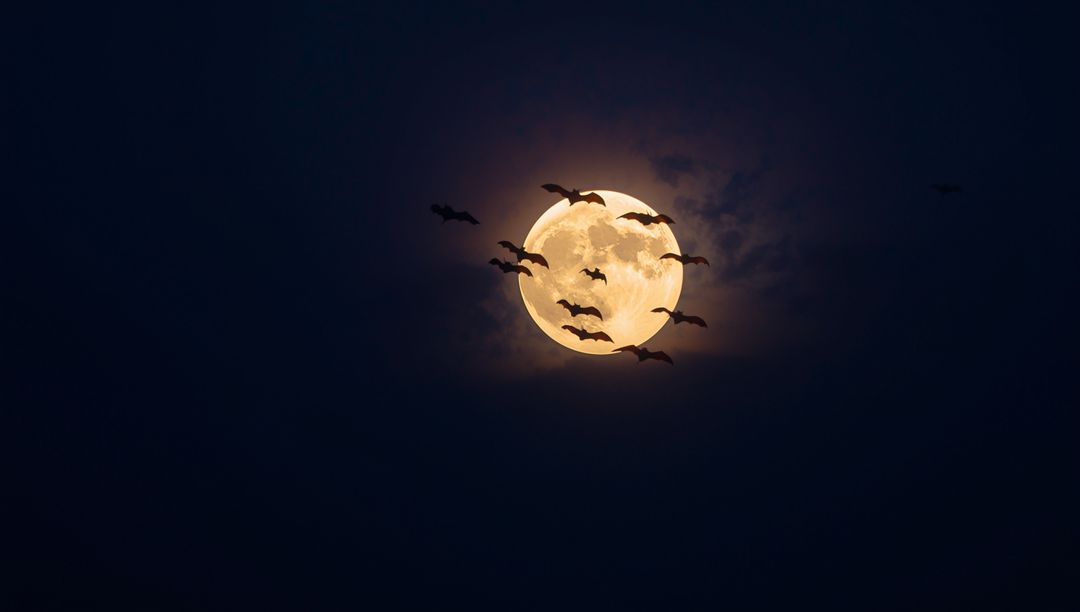 Silhouetted Bats Flying Across Full Moon Lit Night Sky