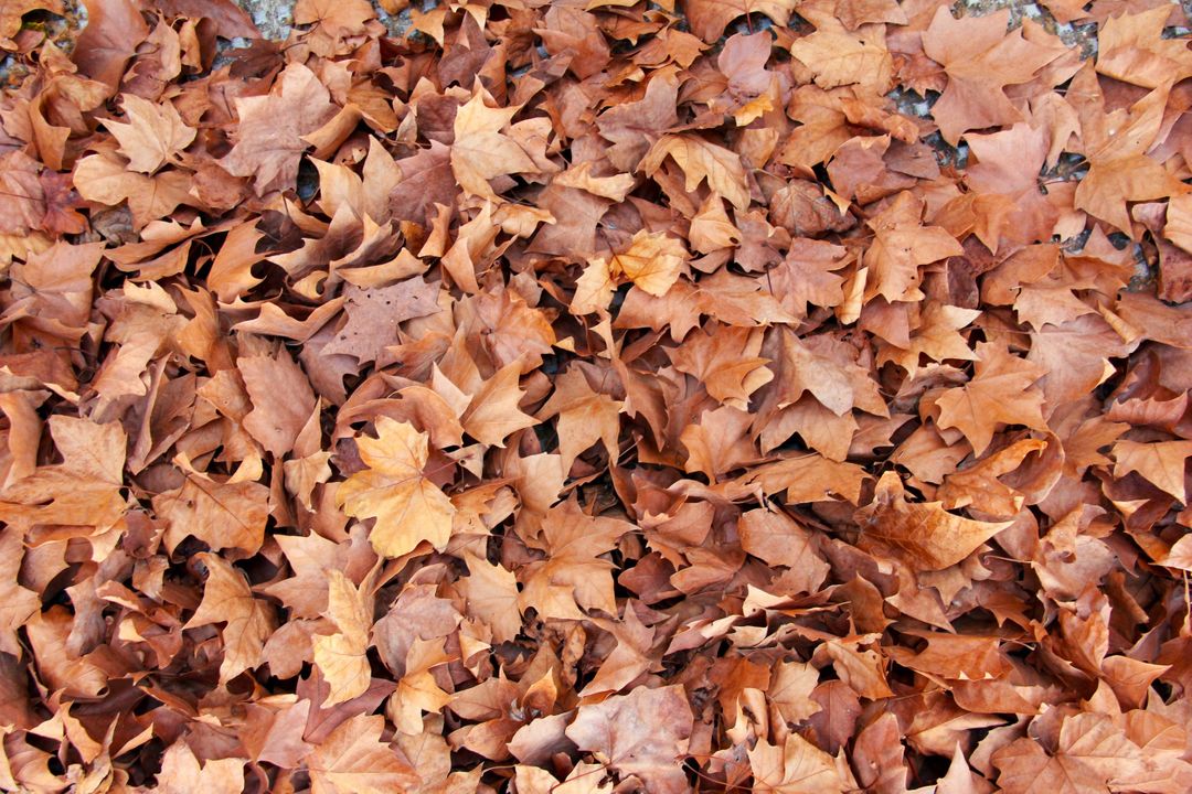 Background of Autumn Brown Maple Leaves on Ground - Free Images, Stock Photos and Pictures on Pikwizard.com