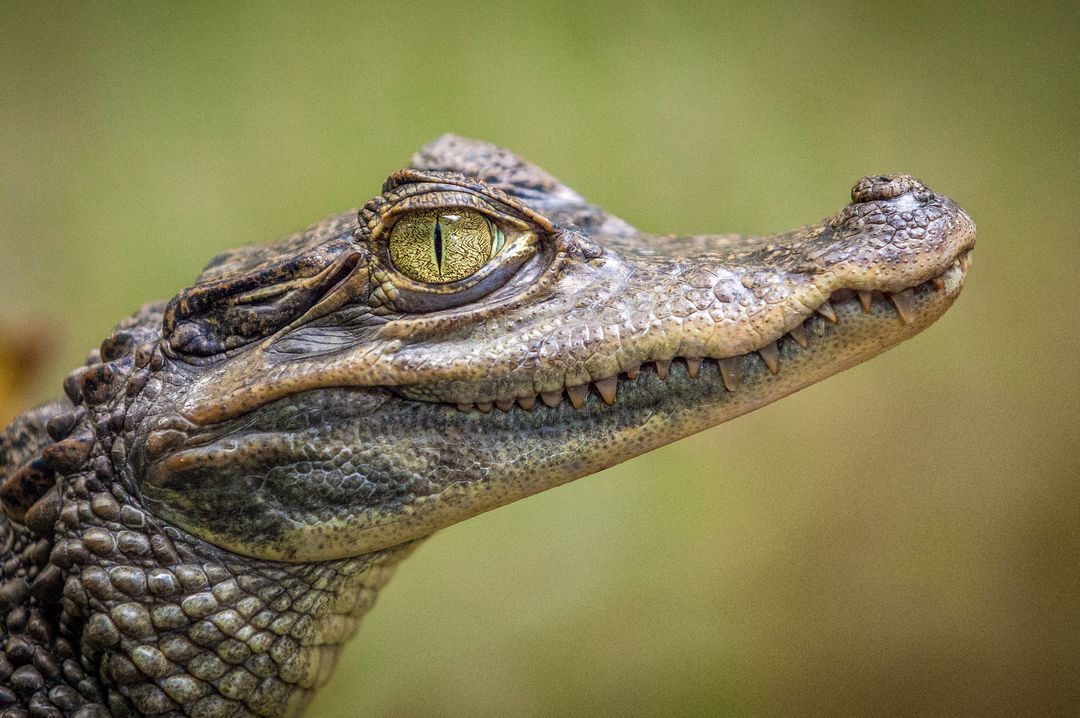 Spectacled caiman gazing with yellow slit pupil showcasing textured scales and sharp teeth