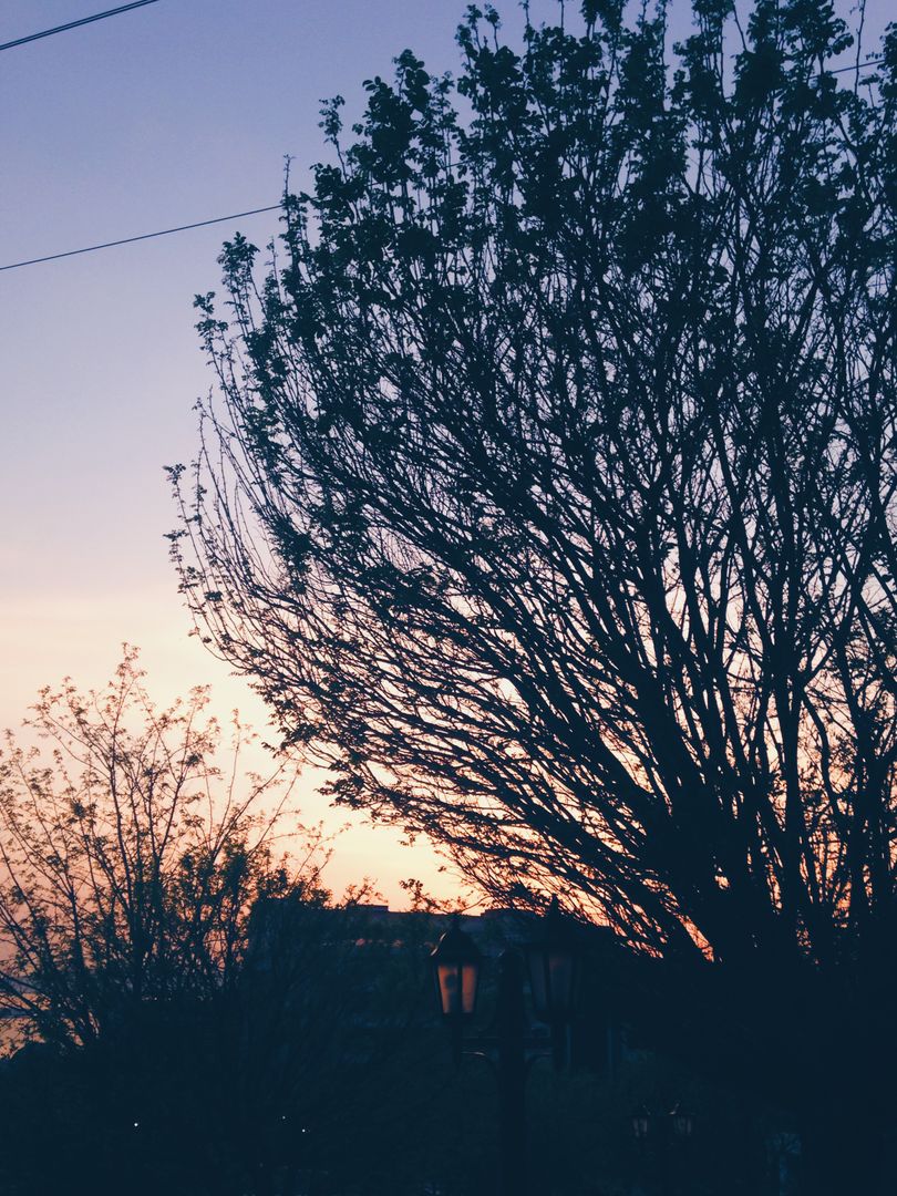 Silhouette of Tree at Sunset - Free Images, Stock Photos and Pictures on Pikwizard.com