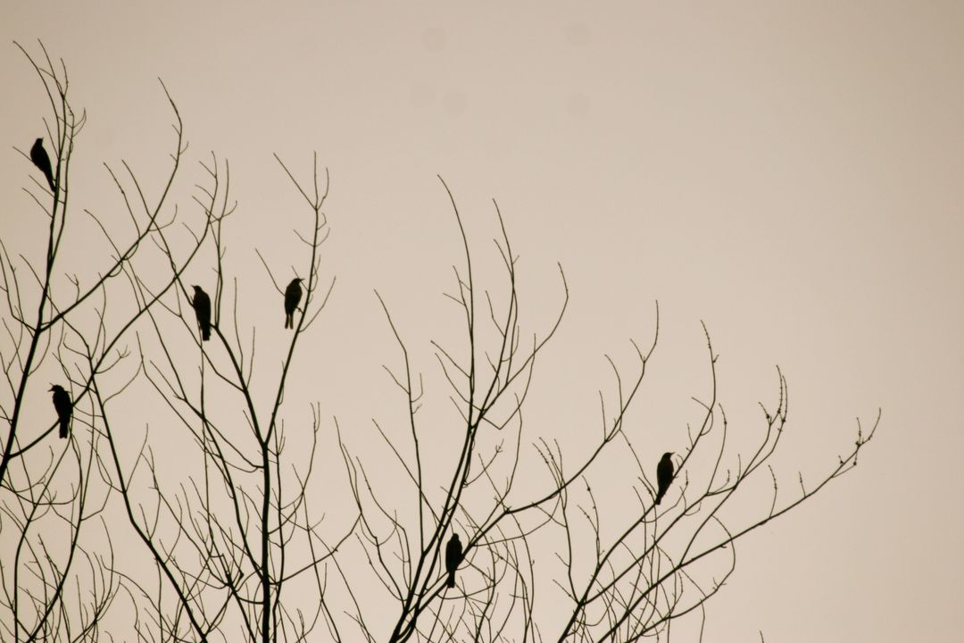Birds Perched on Bare Tree Branches during Winter - Free Images, Stock Photos and Pictures on Pikwizard.com