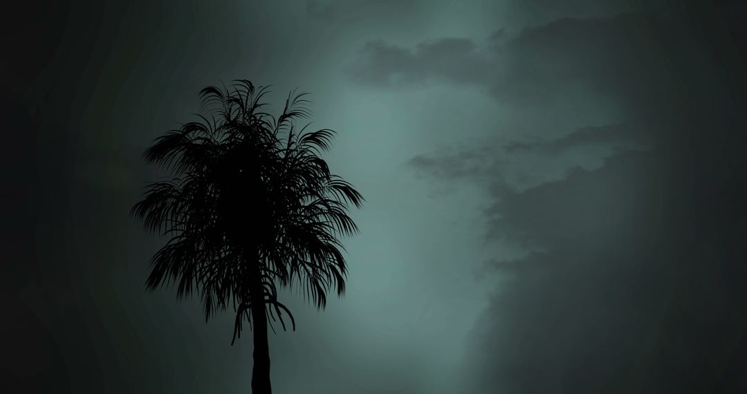 Silhouette of Palm Tree Against Mysterious Night Sky