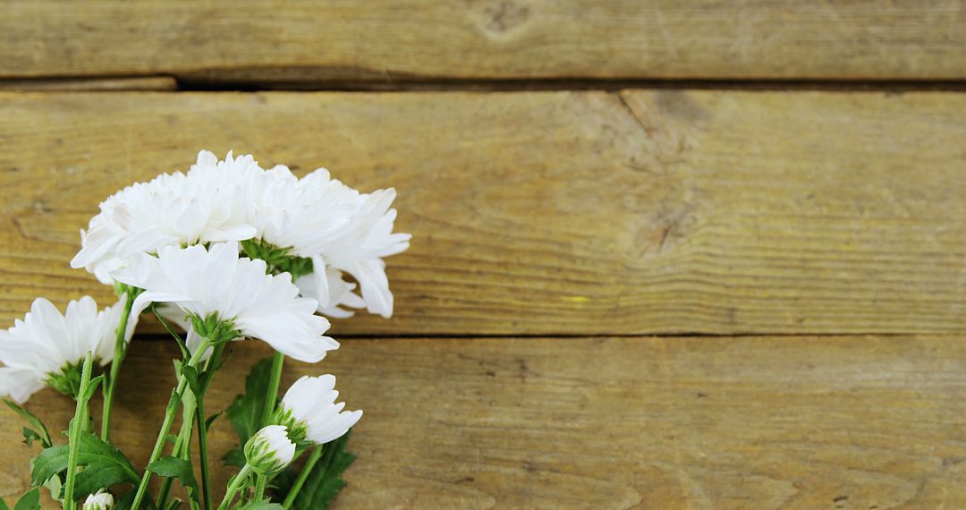 White Chrysanthemums on Wooden Planks depicting Rustic Nature - Free Images, Stock Photos and Pictures on Pikwizard.com