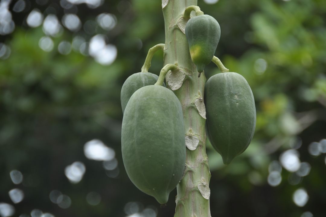 Close-Up of Green Papayas on Tropical Tree