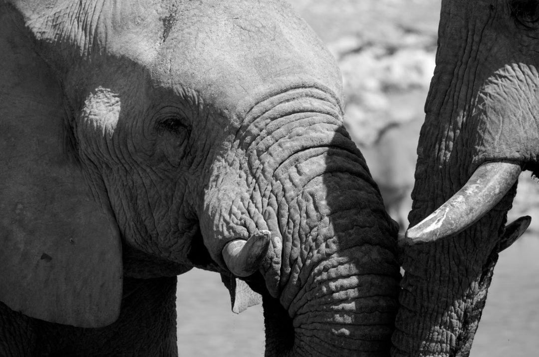 Africa black and white elephant etosha - Free Images, Stock Photos and Pictures on Pikwizard.com