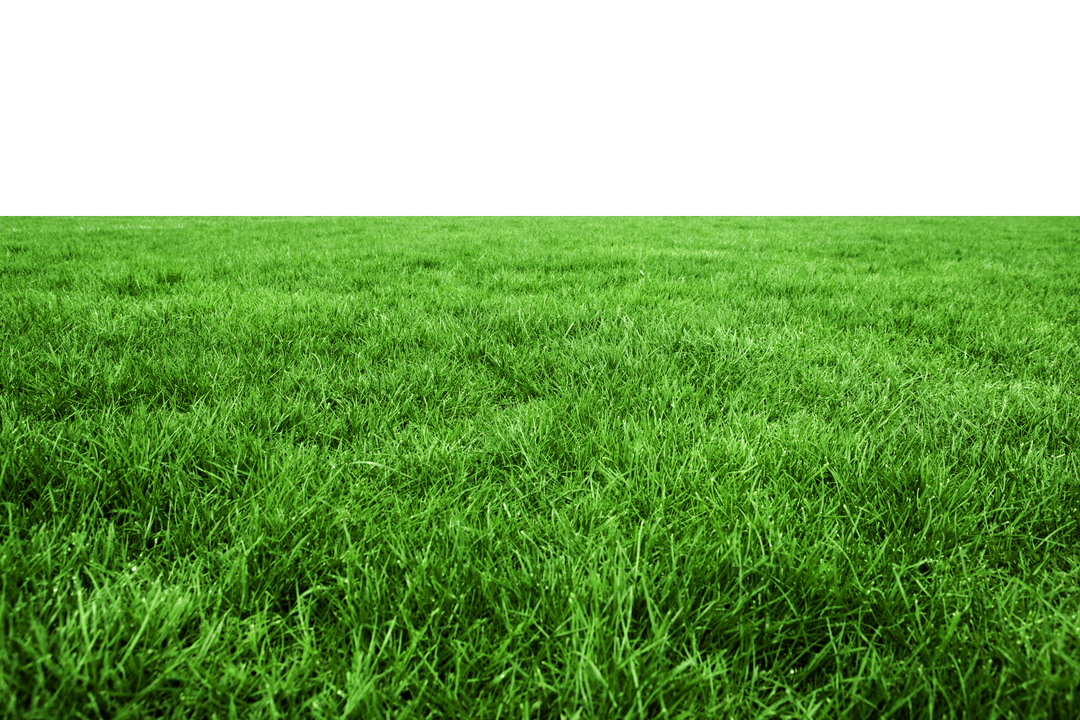 Lush Green Grass on Transparent Background PNG