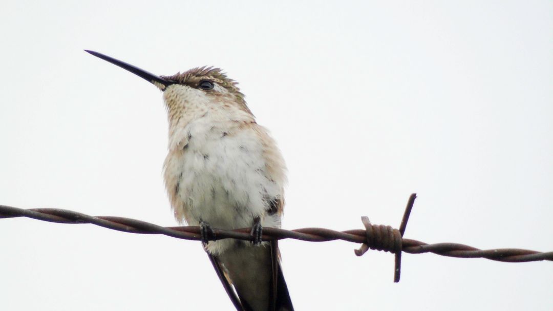 Bird hummingbird - Free Images, Stock Photos and Pictures on Pikwizard.com