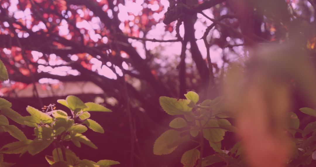 Vibrant Garden Foliage with Watered Trees and Plants in Autumn