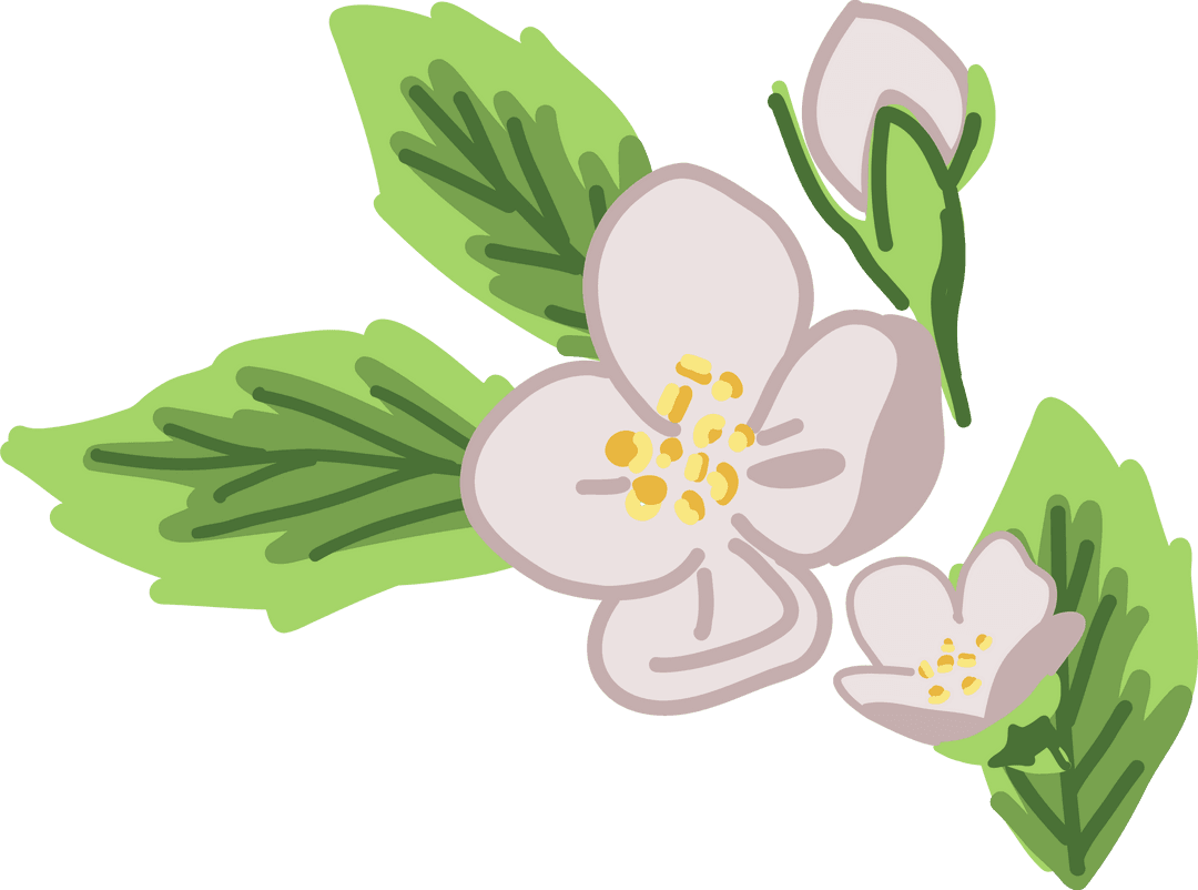 Pastel Botanical Arrangement on Transparent Background