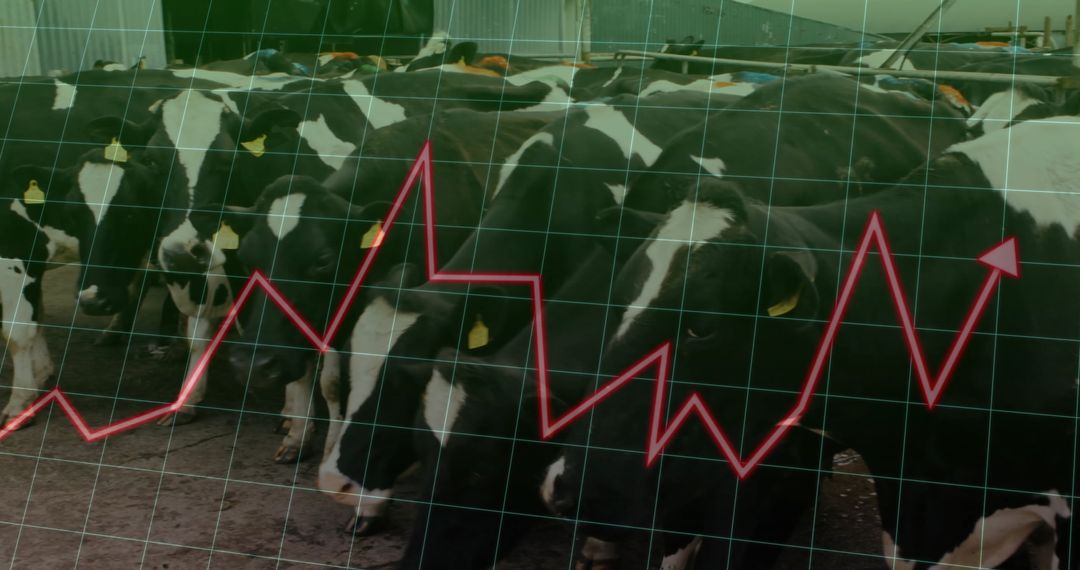 Cows with Graph Overlay Illustrating Agrarian Market Trends