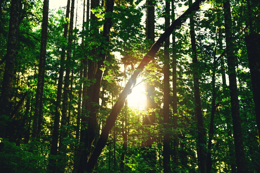 Sunlight filtering through dense forest trees - Free Images, Stock Photos and Pictures on Pikwizard.com
