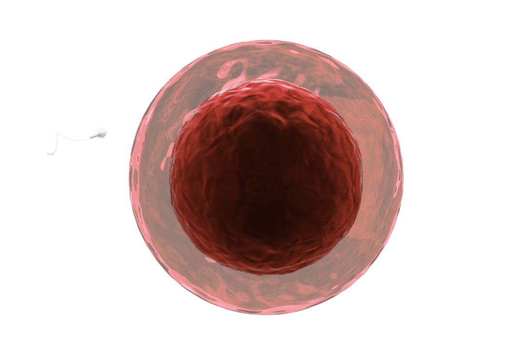 Transparent View of Sperm Entering Human Egg in Fertilization