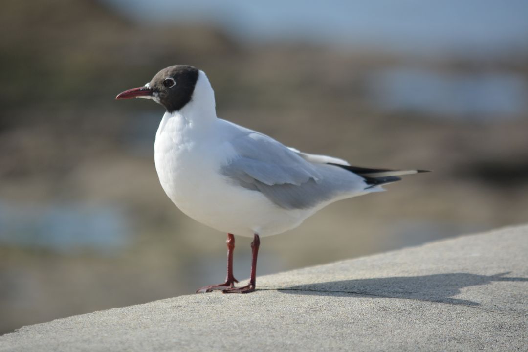 Black-headed Gull Perched on Concrete - Free Images, Stock Photos and Pictures on Pikwizard.com