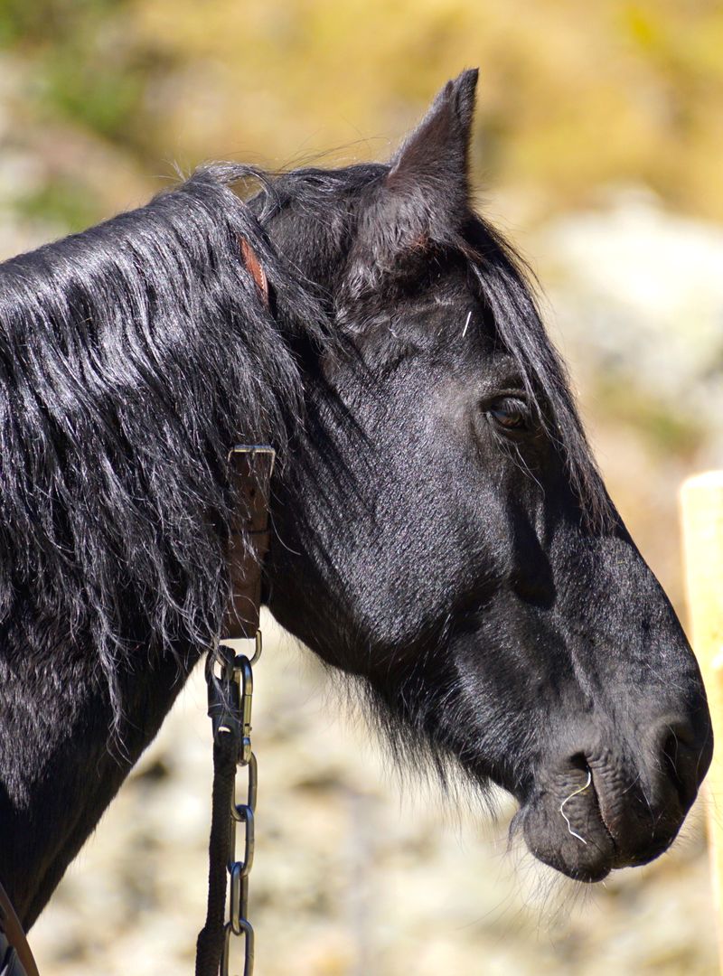 Close-Up of a Black Horse with Gleaming Coat - Free Images, Stock Photos and Pictures on Pikwizard.com