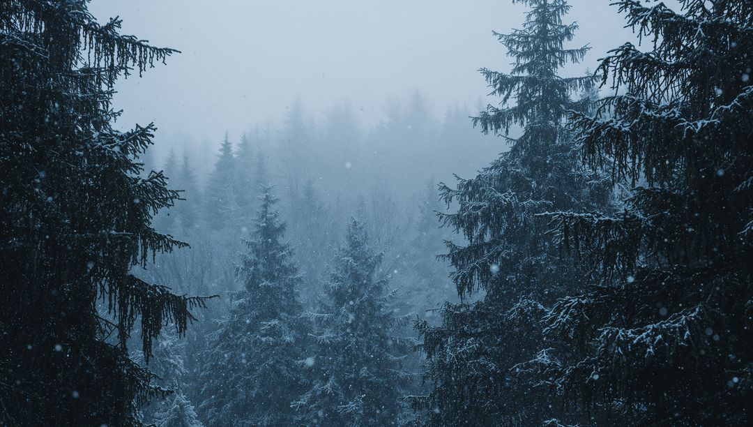Snow-Dusted Evergreen Forest Framed by Dark Pine Trunks with Falling Snow and Mist