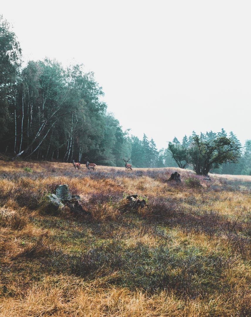 Morning Deer Grazing in Misty Meadow - Free Images, Stock Photos and Pictures on Pikwizard.com