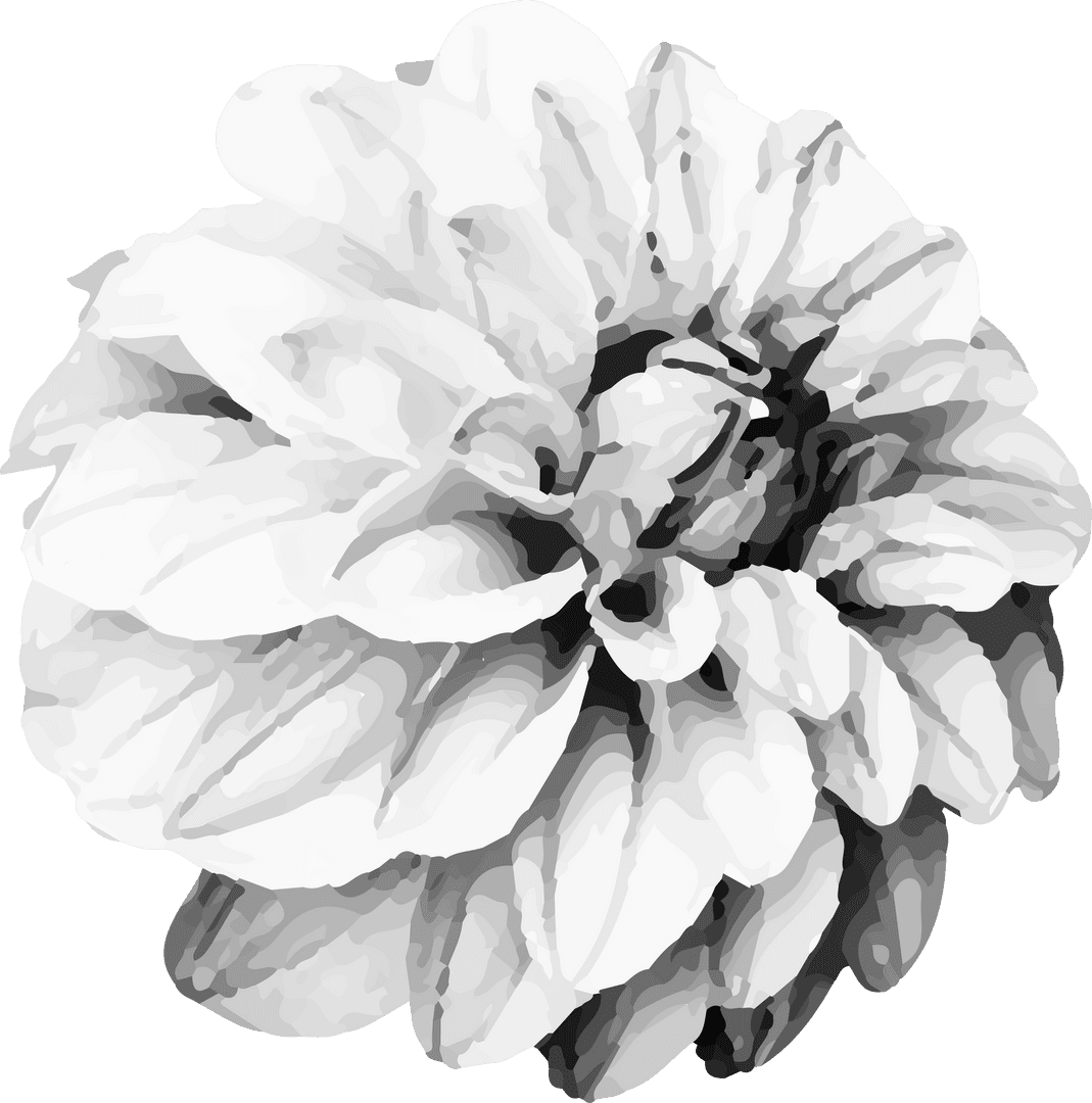 Grayscale bloom with layered petals and transparent background