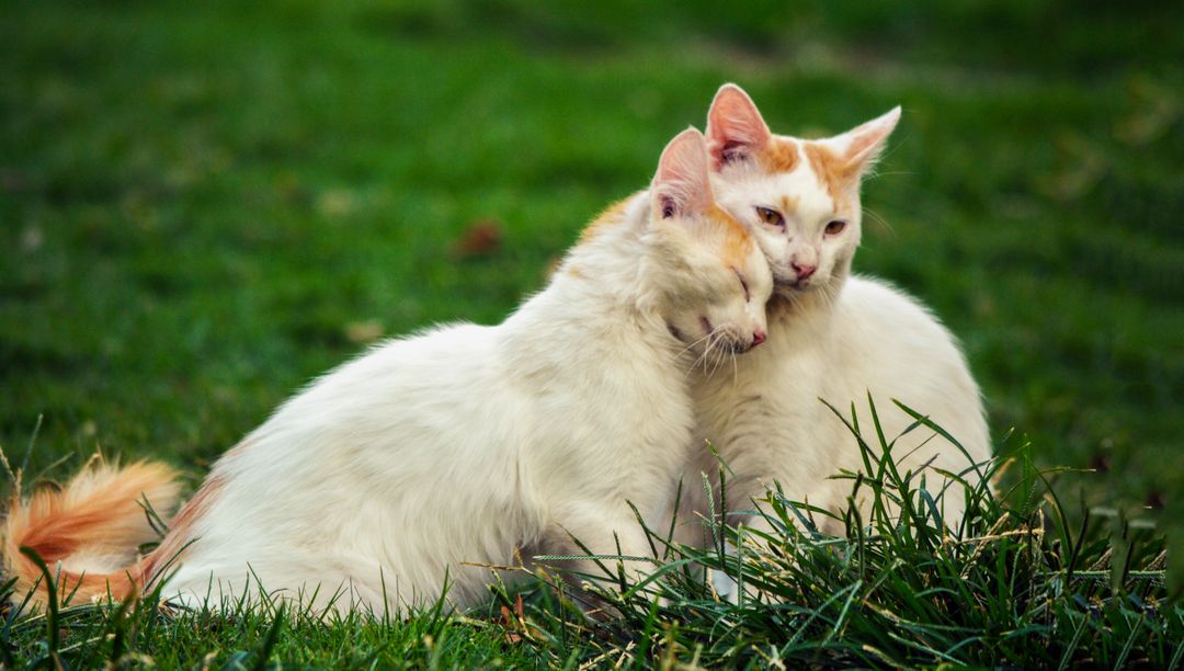 Affectionate White Cats Cuddling in Green Grass - Free Images, Stock Photos and Pictures on Pikwizard.com