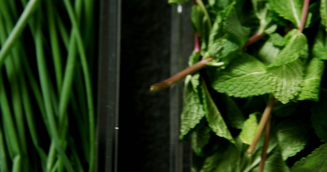 Fresh Green Herbs on Black Background - Free Images, Stock Photos and Pictures on Pikwizard.com