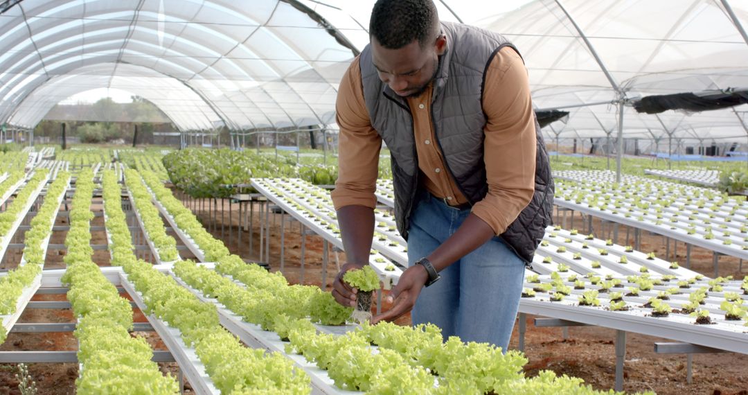 Inspecting Hydroponic Lettuce on Sustainable Greenhouse Farm
