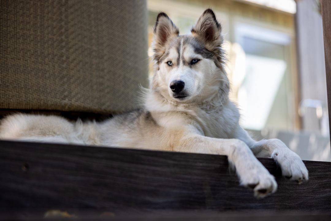 Siberian Husky Relaxing Attentively at Home