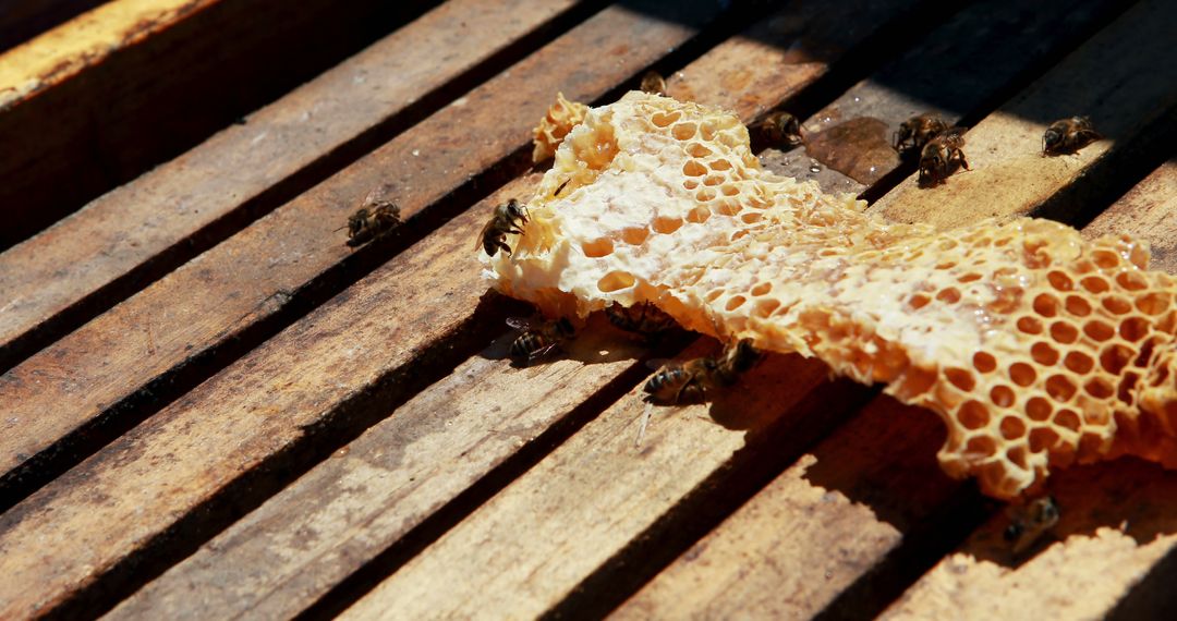 Bees Collecting Honey on Wooden Beehive Frame - Free Images, Stock Photos and Pictures on Pikwizard.com