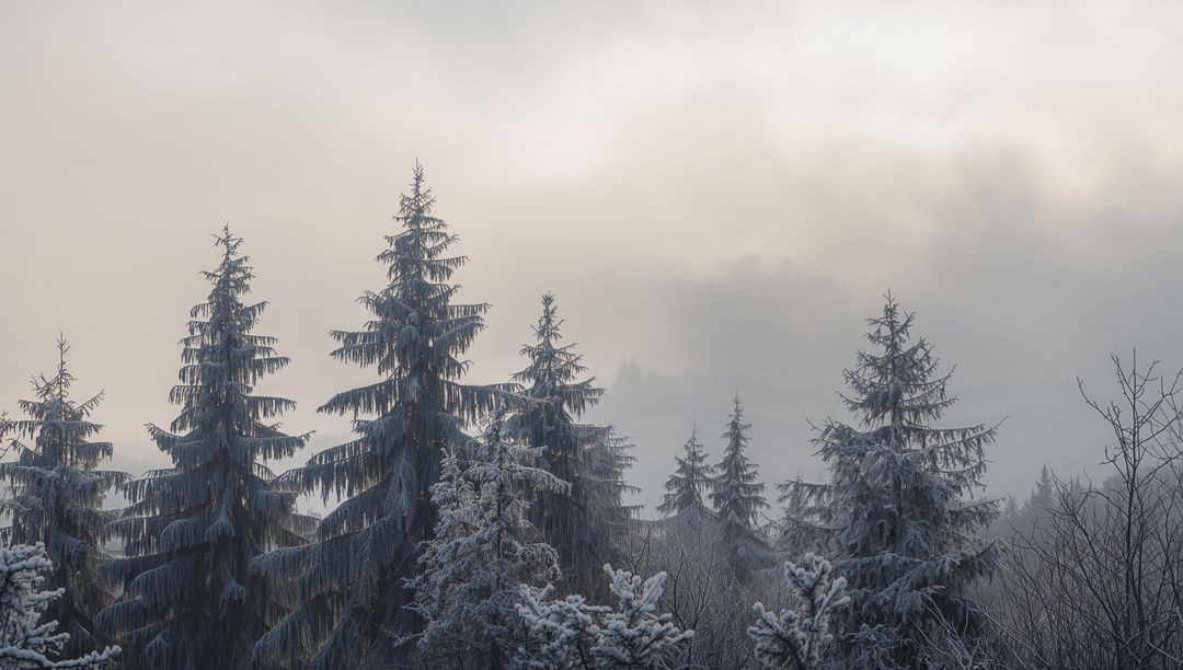 Frosted spruce trees framing layered treeline in misty winter forest
