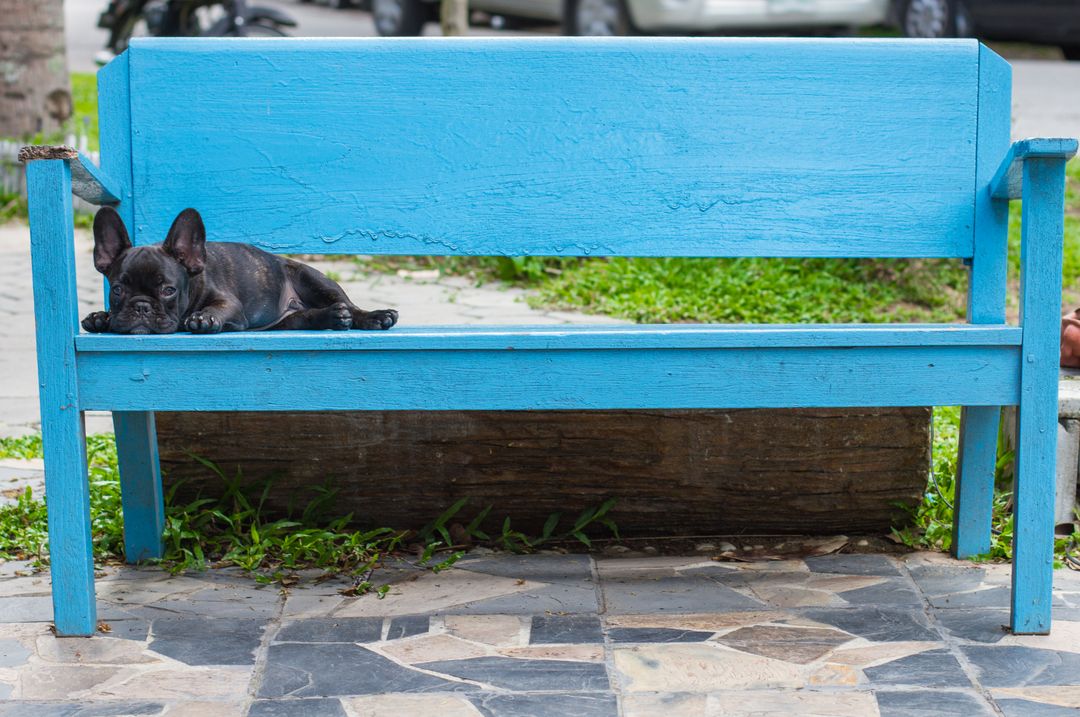 French Bulldog Puppy Resting on Blue Bench in Park - Free Images, Stock Photos and Pictures on Pikwizard.com