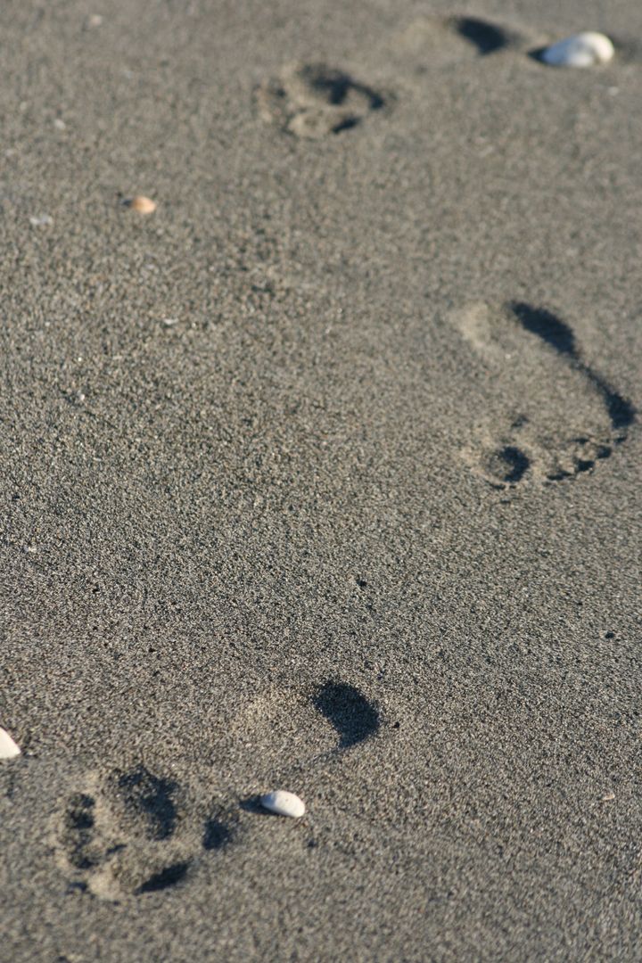 Solitary Footprints Walking Across Wet Sand with Scattered Shells for Coastal Concept