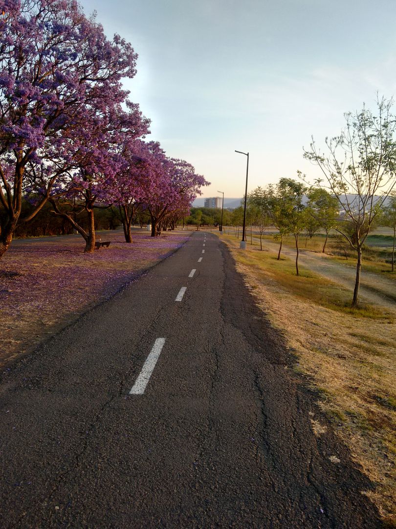 Scenic Road with Blooming Jacaranda Trees in Spring - Free Images, Stock Photos and Pictures on Pikwizard.com