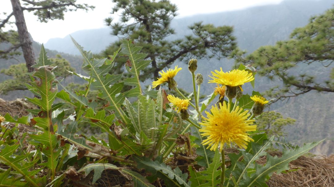 Wild Dandelions in Mountain Landscape - Free Images, Stock Photos and Pictures on Pikwizard.com