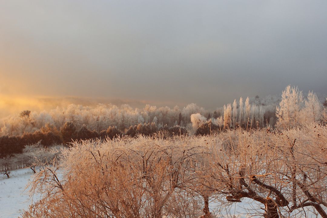 Scenic Winter Landscape During Sunrise with Frosty Trees - Free Images, Stock Photos and Pictures on Pikwizard.com