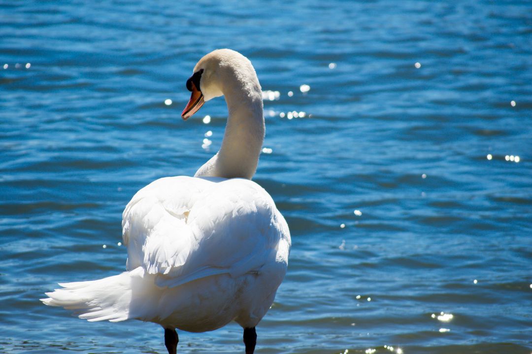 Graceful Swan Posing in Sunlight by Serene Lake - Free Images, Stock Photos and Pictures on Pikwizard.com