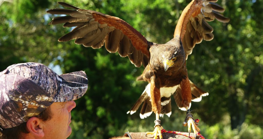 Falconer training Harris's Hawk in nature setting - Free Images, Stock Photos and Pictures on Pikwizard.com